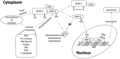 Figure 2. Nrf-2/ARE activation pathway. Under normal conditions Nrf-2 dimerizes with KEAP1 followed by its degradation due to ubiquitination by Cul3. Stimuli like free radicals and oxidizing agents can interrupt with dimerization of Nrf2 and KEAP by altering cysteine residues in KEAP1 or by phosphorylation of Nrf2 at Ser40 with the help of protein kinases. This phosphorylated Nrf2 is then translocated to the nucleus followed by its binding to the adapter proteins which increase ARE-driven transcription (adapted from Bridges et al., Citation2012b).