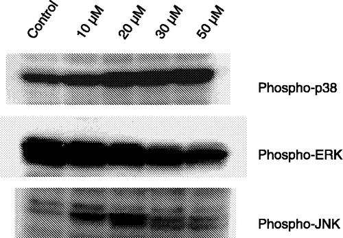 Figure 3 Effect of fisetin on MAPKs phosphorylation in HL60 cells. Cells were treated with different concentrations of fisetin (10, 20, 30 and 50 μM). Soluble lysates were matched for protein content and analyzed by Western blot. One representative immunoblot of three independent experiments is presented.