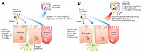 Figure 2 Sensing and controlling the microbiota. (A) The appropriate detection and antigen sampling of the microbiota through many mechanisms results in a healthy host response leading to control of the microbiota. (B) Defective detection of the microbiota and an insufficient host response leads to a loss of control of the microbiota, including the expansion of the total bacteria or specific bacterial populations. DC, dendritic cell; MAMP, microbe associated molecular pattern; IgA, immunoglobulin A; TLR, toll-like receptor; NOD, nucleotide-binding oligomerization domain.