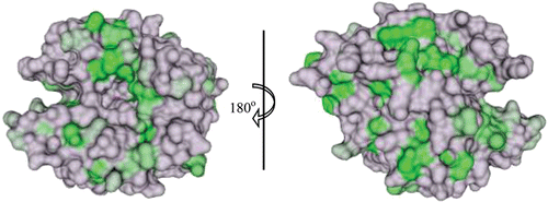 Figure 4.  Surface representation of conservation of hydrophobic amino acids among the catalytic α-CAs. The conserved residues are coloured in a gradient of dark (most conserved) to light (least conserved) green. Active site Zn2+ is shown as a magenta sphere. Figure was made using ChimeraCitation110.