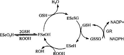 Figure 3 The catalytic mechanism of natural GPx [Citation34,Citation35].
