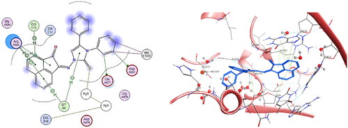 Figure 16. The binding interaction of compound 5b (blue) at the active site of DNA-Topo IIβ complex in 2D (left panel) and 3D representation (right panel).