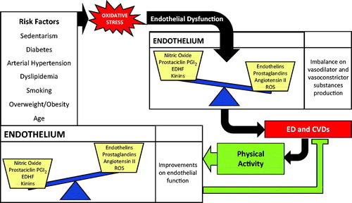 Figure 1. Possible influences of physical activity on endothelial dysfunction: a link between prevention/treatment of erectile dysfunction and cardiovascular diseases. EDHF - Endothelium-derived hyperpolarizing factor; ROS - reactive oxygen species; ED erectile dysfunction; CVDs cardiovascular diseases.