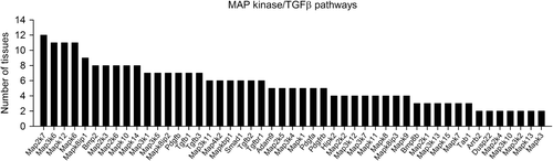 Figure 3. Frequency of representative rhythmically expressed genes in the functional category MAPK cascade selected according to the Gene Ontology classification [GO:0000165]. For further details, see Figure 1, and also Supplementary Table III (to be found online at http://informahealthcare.com/doi/abs/10.3109/07853890.2014.892296).