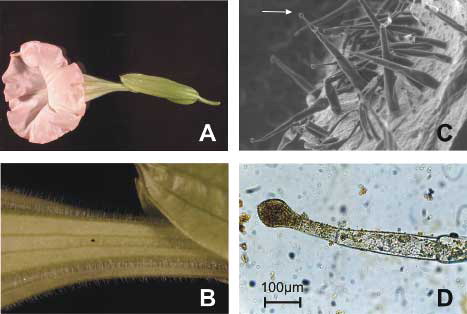 Fig. 1. B. suaveolens flower (1A); corolla tubulose part with prominent ribs and abundant glandular hairs (1B); ESEM image of the rib region with pluricellular stalks: the arrow points at a globose unicellular head (1C); Dragendorff positive reaction (indicated by the brown color) in a glandular head of a hair (1D).