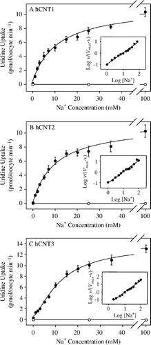 Figure 2.  Cation activation kinetics of hCNT1, hCNT2 and hCNT3. Initial rates of 14C-uridine uptake (20 µM, 20°C, 1 min flux) were measured in Na+-containing (0–100 mM NaCl) transport media at pH 8.5 in oocytes injected either with water alone (open circles) or with water containing RNA transcripts encoding hCNT1 (A), hCNT2 (B) or hCNT3 (C) (solid circles). All of the fluxes were performed on the same batch of oocytes used on the same day. Kinetic parameters derived from these data for the hCNT-mediated component of transport (uptake in RNA transcript-injected oocytes minus uptake in water-injected oocytes) are presented in Table I. The inset in each graph shows the Hill plot for the data.