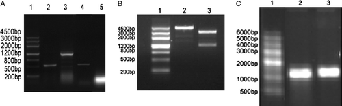 Figure 1.  (A) The expression of TERTt in B16 and CT26 cells. 1: DNA marker I; 2: RT-PCR product of -actin in B16 cells; 3:RT-PCR product of TERTt in B16 cells; 4: RT-PCR product of -actin in CT26 cells; 5: RT-PCR result of CT26 cells using TERTt primers. (B) Linearization of pBluescriptIIKS(+)-TERTt : 1. DNA marker I 2. Linearized pBluescriptIIKS(+)-TERTt template 3.Double enzyme digestion of pBluescriptIIKS(+)-TERTt. (C) In vitro transcription of TERTt mRNA: 1. RNA marker 2.Capped TERTt mRNA 3. Capped TERTt mRNA with poly-A tail.