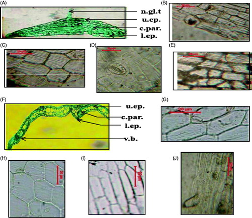 Figure 6. Micromorphology of the calyx and corolla of Mentha suaveolens Ehrh. (A) Transverse section of the sepal (X = 60). (B) Inner epidermal cells of the calyx at the base (X = 450). (C) Inner epidermal cells of the calyx at the tip (X = 450). (D) Outer epidermal cells of the calyx at the base (X = 450). (E) Outer epidermal cells of the calyx at the tip (X = 450). (F) Transverse section of the petal (X = 140). (G) Inner epidermal cells of the corolla at the base (X = 775). (H) Inner epidermal cells of the corolla at the tip (X = 775). (I) Outer epidermal cells of the corolla at the base (X = 775). (J) Outer epidermal cells of the corolla at the tip (X = 775). c.par., cortical parenchyma; l.ep., lower epidermis; n.gl.t., non-glandular trichomes; u.ep., upper epidermis; v.b., vascular bundle.