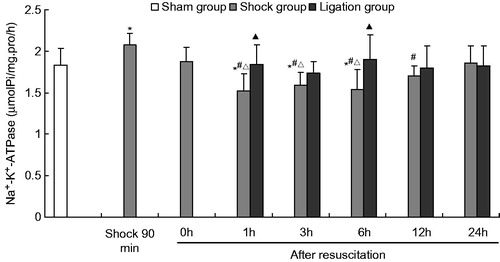 Figure 2. Effect of mesenteric lymph duct ligation on the Na+–K+–ATPase activity in the renal tissue of hemorrhagic shock rats (mean ± SD, n = 6). *p < 0.05 versus the sham group; #p < 0.05 versus the shock at 90 min; △p < 0.05 versus the shock group after resuscitation 0 h; ▴p < 0.05 versus the shock group at same time points.