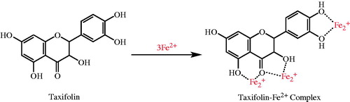 Figure 4. Possible places on taxifolin for chelating the transition metal ions such as Fe2+ in the process of lipid peroxidation.
