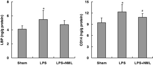 Figure 3. Effects of NML on the levels of LBP and CD14 in kidney after LPS administration in mice (mean ± SD, n = 6). Note: *p < 0.05 versus the sham group; #p < 0.05 versus the LPS group.