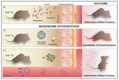 Figure 1. The role of the gut microbiome and its metabolites in an ALS mouse model. (a) SOD-1 transgenic (SOD1-Tg) mouse model of ALS present a distinctly different microbiome composition, even before the onset of any motor impairment and altered metabolites configuration, leading to the deterioration of motor functions after 140 d. (b) Depletion of the gut microbiome by administration of broad-spectrum antibiotics in the drinking water or using germ-free SOD1-Tg mice induces a rapid exacerbation of the clinical symptoms of the disease. (c) Oral administration of Akkermansia muciniphila (AM), a specific commensal bacterium, has beneficial effects on the ALS clinical outcomes, slowing down its progression in SOD1-Tg mice. On the other hand, AM is able to produce metabolites which in turn reach the nervous system through the bloodstream and therefore could impact the course of the disease. Thus, systemic administration of nicotinamide (NAM) via osmotic pumps significantly improved motor functions in the SOD1-Tg treated mice.