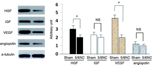Figure 4. Secretion of proangiogenic factors reduced in 5/6 nephrectomy mice CSC. Immunoblot analysis of Cultured cells expression of proangiogenic factors of HGF, IGF, VEGF, and angiopoietin. *p < 0.05 versus sham-operated mice (n = 6), NS stands for no significance.