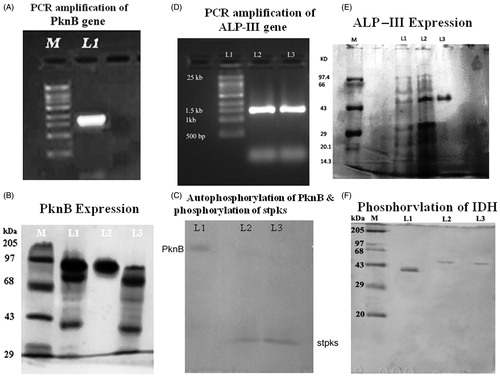 Figure 1. (A) Lane 1 PCR amplification of PknB gene (2.0 kb) from the chromosomal DNA of S. aureus ATCC12600, Lane M supermix DNA ladder obtained from Merck Bioscience Pvt. Ltd. (B) SDS-PAGE (10%) analysis of rPknB expression. Lane 1 cytosolic fraction of IPTG-induced PV1 clone, Lane 2 Nickel metal agarose column purified PknB and Lane 3 cytosolic fraction of uninduced PV1 clone and Lane M molecular size marker obtained from Merck Bioscience Pvt. Ltd. (C) Separation of pure phosphorylated PknB identified by reagent-A. L1: Pure phosphorylated PknB. L2 & L3: phosphorylated stpks. (D) Lanes 2 and 3 PCR amplification of alp gene (1.425 kb) from the chromosomal DNA of S. aureus ATCC12600, L1 supermix DNA ladder obtained from Merck Bioscience Pvt. Ltd. (E) SDS-PAGE (10%) analysis of rALP-III expression. Lane 1 uninduced cell lysate of UVPALP-3 clone, L2 IPTG-induced cell lysate of UVP-ALP3 clone and L3 pure rUVP-ALP3 eluted from nickel metal chelate agarose chromatographic column, and Lane M molecular size marker obtained from Merck Bioscience Pvt. Ltd. (F) Separation of pure phospharylated IDH identified by reagent-A. L1: Pure IDH. Lane M: Marker. L2 & L3: phosphorylated IDH.