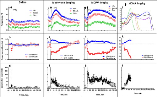 Figure 7. Mean changes in brain (NAc), temporal muscle, and skin temperatures and locomotor responses induced by sc injections of methylone (9 mg/kg), MDPV (1 mg/kg), MDMA (9 mg/kg), and saline in freely moving rats at warm ambient temperatures (29°C). Top graphs show mean (±SEM) values of absolute temperature changes; middle graphs show changes in NAc-Muscle and Skin-Muscle differentials; and bottom graphs show mean (±SEM) changes in locomotor activity. Filled symbols mark values significantly different from the pre-injection baseline. Black arrows at the hatched lines mark the moment of drug administration. Since all rats exposed to MDMA died within 6 hrs post-injection, MDMA data are shown as individual changes (j) and mean values of NAc-Muscle, Skin-Muscle differentials and locomotion (k and l) for the first 80 min post-injection when all rats were still alive. Original data shown in this graph were reported in. Citation73,74