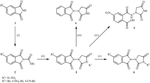 Scheme 1. Reagents and conditions: (i) ClCO2Et (1 equiv.), 0–20 °C, 4 h, 31%; (ii) 1-aminohydantoin hydrochloride (1 equiv.), K2CO3 (2 equiv.), 100 °C, 20 h; (iii) H2O/HCO2H (10:1), 70 °C, 2 h; (iv) H2O/HCO2H (10:1), 50 °C, 30 min; (v) (a) K2CO3, DMF, 100 °C, 1.5 h; (b) Bn-Br (1.5 equiv.), DMSO, 100 °C, 5 h.