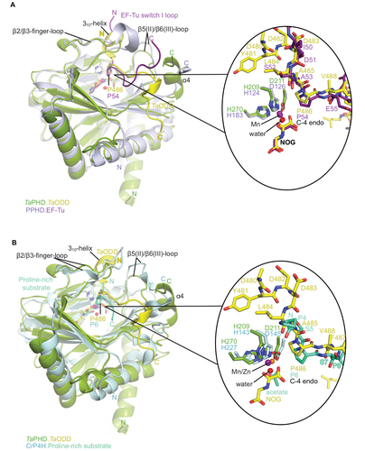 Figure 5 Comparison of substrate binding modes by TaPHD, CrP4H and Pseudomonas putida PPHD.