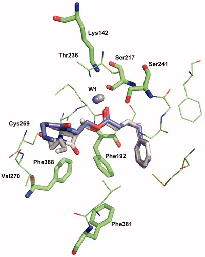 Figure 7. Binding mode 2-1 W of 1a and 2a in the active site of hFAAH. Hydrogens were removed for clarity.