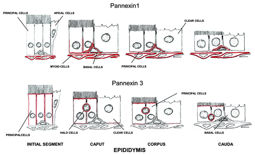 Figure 6. Schematic diagram showing the immunolocalization of Panx1 and Panx3 along the epididymis. Panx1 was localized to the base of the epithelium of the caput, corpus and cauda regions, where it stained the basal plasma membrane of principal cells as well as basal cells. The peritubular myoid cells were reactive especially in distal epididymal regions. Panx3 was localized along the apical plasma membrane of principal cells and along the entire length of the epididymis.