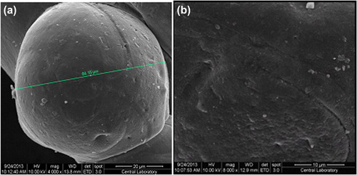 Figure 6. Scanning electron micrographs of KT-loaded IPN microspheres (a) 4000 magnification, and (b) 8000 magnification.