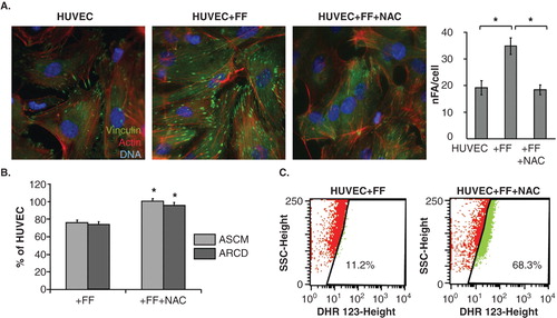 Figure 6. PPARα-independent signaling is involved in the augmentation of endothelial barrier function by fenofibrate. A. Cytoskeletal architecture of HUVECs cultured in control conditions (left), in the presence of 25 μM FF (middle left), 25 μM FF + 5 mM NAC (middle right) is visualized and the numbers of FAs per single cell quantified as in Figure 2 (right). Statistical significance versus the relevant control at p < 0.01 (t-Student test, n = 3). B. HUVEC motility in the control conditions (70% of confluence), in the presence of 25 μM FF and 25 μM FF + 5 mM NAC was visualized by time-lapse videomicroscopy and analyzed as in Figure 2B. Statistical significance versus the relevant control at p < 0.01 (t-Student test, n = 3). C. HUVEC monolayers (98% of confluence) treated with 25 μM FF (left), or with 25 μM FF and 5 mM NAC (right) were incubated in the presence of DHR123 and analyzed with FACSCalibur flow-cytometer as in Figure 3. Note that NAC abrogates HUVEC reactions to FF but does not down-regulate intracellular ROS levels.