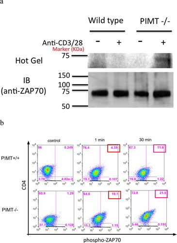Figure 6. Isoaspartyl modification alters ZAP70 TCR signaling pathway. CD4 T cells were isolated from PIMT−/− or wild-type mice and stimulated with anti-CD3 and anti-CD28 mAb. (a) Cells lysates were labeled with 3H-SAM by in vitro PIMT reaction, then immunoprecipitated by polyclonal anti-ZAP70 antibody followed by further analysis for 3H fluorography (top panel, Hot Gel) or immunoblot (bottom panel, IB) in parallel as described in Methods. (b) Upon anti-CD3 and anti-CD28 mAb stimulation, intracellular staining for phosphor-ZAP70 at Tyr 319 residue at different time course in CD4 T cells is shown from PIMT +/+ (top panel) or from PIMT−/− (bottom panel) mice. Data are representative of two independent experiments.