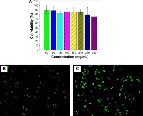 Figure 6 The safety and transfection efficiency of HGPAE in vitro.Notes: (A) The safety of HGPAE in vitro was tested by MTT. (B) Fluorescent microscopic image of EGFP expression in the pHK/Lipofectamine2000 2,000 group. (C) Fluorescent microscopic image of EGFP expression in the pHK/HGPAE group.Abbreviations: HGPAE, histidine-grafted poly(β-amino ester); MTT, 3-(4,5-dimethylthiazol-2-yl)-2,5-diphenyltetrazolium bromide.