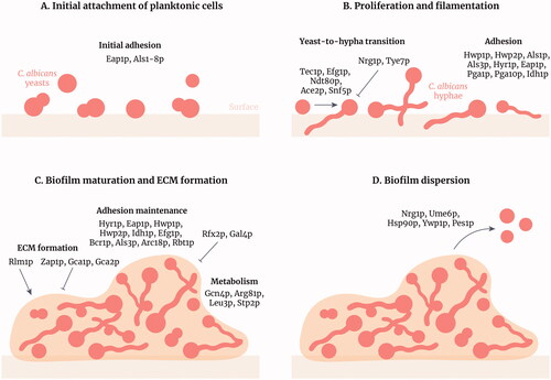 Figure 1. Stages of Candida albicans biofilm formation and development. Candida albicans biofilm formation is a multifactorial process that consists of four main stages. (A) Initial attachment of planktonic cells: C. albicans yeasts attach to a surface (e.g. epithelia, biomaterials or cellular aggregates) through adhesins such as Als family members. (B) Proliferation and filamentation: yeasts transition to hyphae and this process is regulated by many transcription factors (TFs) including Tec1p and Efg1p. Hyphae express specific adhesins such as Hwp1p and Hyr1p. (C) Biofilm maturation and extracellular matrix formation: the matrix forms around the C. albicans cells, positively regulated by the TF Rlm1p, providing structural support and protection against antifungals and the host immune system. Adhesion is maintained and amino acid metabolism is increased in the biofilm. (D) Biofilm dispersion: yeast cells disperse from the biofilm to colonise other parts of the body. These cells differ from initial planktonic cells as they are more virulent and more likely to form biofilms. Figure created with Adobe Illustrator.