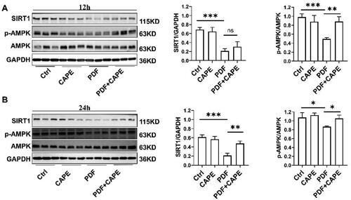 Figure 5. CAPE activates the AMPK/SIRT1 pathway in PDF-treated PMCs. (A) Immunoblotting results showed that exposure of PMCs to PDF for 12 h resulted in a decrease in AMPK phosphorylation and SIRT1 expression. CAPE reversed the decrease in AMPK phosphorylation but SIRT1 expression. (B) PMCs exposed to PDF for 24 h still significantly inhibited AMPK phosphorylation and SIRT1 expression. At this point, CAPE reversed the decrease in AMPK phosphorylation and the downregulation of SIRT1 in PDF-treated PMCs. *p < 0.05, **p < 0.01, ***p < 0.001.