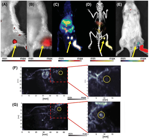 Figure 6. In vivo lymphatic imaging using PoP-UCNPs in mice 1 h post-injection. Accumulation of PoP-UCNPs in the first draining lymph node is indicated with yellow arrows. (A) Traditional FL and (B) UC images with the injection site cropped out of frame. (C) Full anatomy PET, (D) merged PET/CT, and (E) CL images. (F) PA images before and (G) after injection show endogenous PA blood signal compared to the contrast enhancement that allowed visualization of the previously undetected lymph node. Reprinted with permission from [Citation152]. Copyright © 2015, John Wiley and Sons.