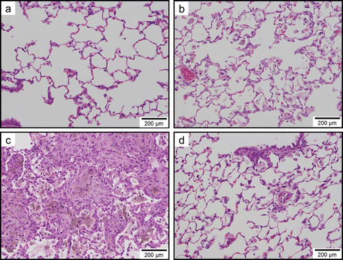 Figure 8.  Light micrographs of lung tissue sections of rats at 1week after instillation in experiment 1 (H&E stain). No significant changes were observed in the vehicle control group (panel a). Minimal macrophage accumulation was observed in the alveoli of the 0.2 mg/kg SWCNT-exposed group (panel b). Moderate macrophage accumulation accompanied with foamy macrophages and mild inflammatory cell infiltration in the alveoli, and moderate macrophage infiltration and granuloma in the interstitium were observed in the 2.0 mg/kg SWCNT-exposed group (panel c). Minimal macrophage accumulation was observed in the alveoli of the crystalline silica-exposed group (panel d).
