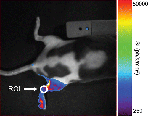 Figure 2. Bioluminescence image taken 4 hours after heating the right leg of NLF-1 mouse in a water bath. The colors show the light intensity measured with an optical camera from low intensity (violet) to high intensity (red). The position of the ROI used for quantification of the bioluminescence signal is also indicated.