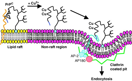 Figure 2.  PrPC is localized in rafts but translocates out of them before being endocytosed through clathrin-coated pits. PrPC is attached to the exoplasmic leaflet of the plasma membrane via its GPI anchor and localises within detergent-insoluble rafts through interactions between its N-terminal region (residues 23-90) and a raft-resident protein (grey; orange online) or lipid. Upon Cu2 +  binding to the octapeptide repeats the protein undergoes a conformational change that dissociates it from the raft-resident partner and PrPC then moves laterally out of the rafts into detergent-soluble regions of the plasma membrane. The polybasic N-terminal region (blue online) then interacts with the ectodomain of a transmembrane protein (grey; turquoise online) that engages, via its cytoplasmic domain, with the adaptor protein AP-2 and the endocytic machinery of clathrin-coated pits. Modified from Citation[56]. This figure is reproduced in colour in Molecular Membrane Biology online.