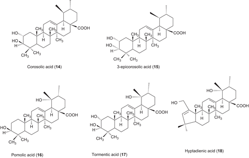 Scheme 2.  Triterpene acids from the leaves of Perilla frutescens from apple peels.
