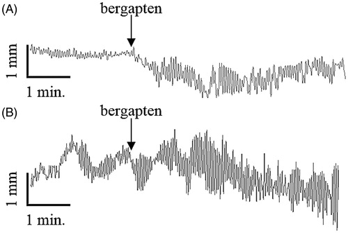 Figure 4. Representative recordings of the response of the isolated jejunum strips to bergapten (10 μM). (A) An example of a myorelaxant response. (B) An example of a contractile response.