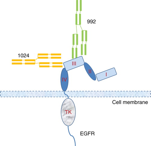 Figure 3. Binding of Sym004 antibody mixtures to EGFR.