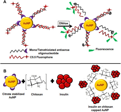 Figure 9 (A) Citrate capped AuNPs conjugated with mono/tetrathiol modified antisense oligonucleotides treated with DNAse. (B) Schematic illustration of preparation of insulin loaded AuNPs. Chitosan acts as a reducing and stabilizing agent during the formation of AuNPs. Insulin reacts with chitosan capped AuNPs through hydrogen bonding.