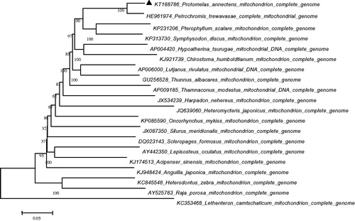 Figure 1. Neighbor-joining (NJ) tree of 20 species complete mitochondrial genome sequence. The phylogenetic relationship of P. annectens is closer to Petrochromis trewavasae using Lethenteron camtschaticum as an outgroup.