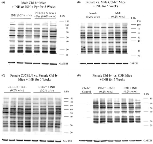 Figure 2. Comparison of INH covalent binding in livers of different mice. (A) Male Cbl-b−/− mice treated with INH (0.2% or 0.2% + 0.05% pyridoxine•HCl [w/w] in food, n = 3). (B) Female (n = 4) and male (n = 3) Cbl-b−/− mice treated with 0.2% INH [w/w] in food. (C) Female C57BL/6 and Cbl-b−/− mice treated with 0.2% INH [w/w] in food (n = 4). (D) Female Cbl-b−/− control (n = 2), Cbl-b−/− (n = 4), or C3H mice (n = 3) treated with 0.2% INH [w/w] in food.