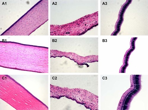 Figure 6 Histopathology microscopy of the cornea (1), iris (2), sclera (3) after treatment with different formulations for 7 days.Notes: (A) Control; (B) (+) L/NPs; (C) (−) L/NPs, n=6.Abbreviation: L/NPs, lipid nanoparticles.