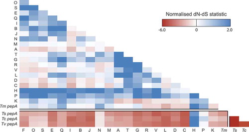 Figure 3. Both positive and negative selection is evident amongst the aspartyl protease-encoding genes.A heatmap showing the normalized non-synonymous/synonymous selection test statistic in pairwise comparison between all pop genes and pepA Talaromycete orthologues. The axes show the gene identifier (as a one letter abbreviation) for each T. marneffei pop gene or the species for each pepA gene (Tm, T. marneffei; Ts, T. stipitatus; Tc, T. cellulolyticus; Tv, T. verruculosus). Negative values suggest purifying selection is operating while positive values indicate relaxed selection.