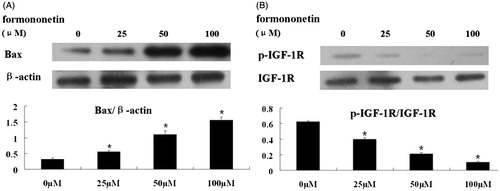 Figure 3. Western-blot analysis of Bax, IGF-1 R and p-IGF-1 R protein levels with formononetin treatment. (A) Formononetin increased the expression levels of Bax protein in a dose-dependent manner. β-Actin was used as the loading control. (B) Formononetin inhibited the expression of p-IGF-1 R protein in a dose-dependent manner. IGF-1 R protein was used as the loading control. The quantification of the western-blot assays are presented as mean ± SD for triplicate experiments.*p < 0.05 versus non-treated group.