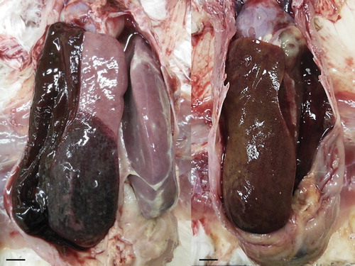 Figure 2. Livers of treated chickens. Severe hepatomegaly and haemorrhages are present and hepatic parenchyma showed inconsistent discolouration with patchy green to yellowish-brown areas, or sometimes red-brown areas; scale bar = 1 cm.