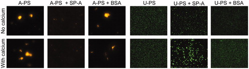 Figure 2. Effect of SP-A on A-PS and U-PS particle agglomeration. The effect of SP-A (10 µg/mL) in the presence and absence of calcium (2 mM) in PBS on the agglomeration of 100 nm fluorescent orange-labelled A-PS or 100 nm fluorescent green-labelled U-PS particles (3.8 cm2/mL) was evaluated using fluorescence microscopy. A-PS and U-PS particles were incubated with or without proteins for one hour at 37 °C before being mounted onto slides for microscopy. Pictures were taken at 400× magnification.