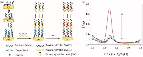 Figure 5. (A) Schematic representation of the enzyme-free and label-free ultrasensitive electrochemical DNA biosensor based on long-range self-assembled DNA nanostructures. (B) DPV responses of the gold electrode modified with various oligonucleotides: (a) CP, (b) CP + TD, (c) CP + AP1 + AP2, (d) CP + TD + AP1, and (e) CP + TD + AP1 + AP2. The concentration of TD is 10 pM. The concentrations of AP1 and AP2 are both 1 μM (Reprinted with permission from American Chemical Society) (Chen et al. Citation2012).