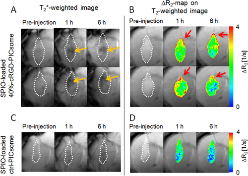 Figure 10. MRI of U87MG orthotopic glioblastoma with SPIO-loaded PICsomes. T2∗-weighted MR images of (A) 40%-cRGD-PICsomes (n = 2) and (C) Ctrl-PICsomes (n = 2) before, and 1 and 6 h after administration. (B) ΔR2 maps in the tumor 1 and 6 h after PICsome administration compared with pre-administration. Tumor lesions were identified using T2-weighted MRI, and are circled with white dashed lines. Orange arrows represent a reduction of the signal of the tumors. Red arrows represent the sites with significantly increased ΔR2 values.
