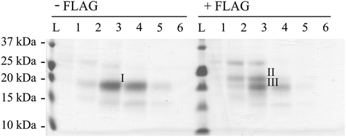 Figure 2. Characterization of N-terminal sequences. Coomassie-stained PVDF membrane of human GDNF electroblotted from reducing SDS-PAGE for N-terminal sequencing. Untagged preproGDNF (-FLAG) as well as preproFLAG-GG-GDNF (+ FLAG) were expressed in CHO cells grown in suspension. The proteins were partially purified, and fractions (Citation1–6) from the heparin column were run on a 15% reducing SDS-PAGE, blotted onto PVDF, and stained with Coomassie brilliant blue. The strong band (I) in lane 3 of the untagged sample, and the two strongest bands (II and III) in lane 3 of the FLAG-tagged sample were excised and the N-terminal sequences of the proteins were determined by Edman degradation.