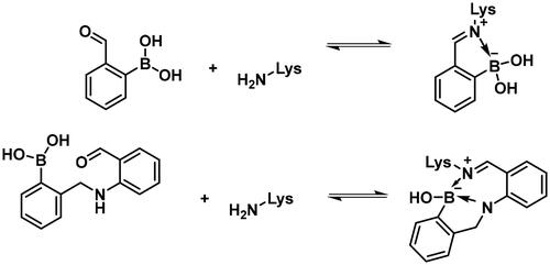 Scheme 7. Reaction scheme of investigated carbonyl derivatives of boronic acid with lysine.