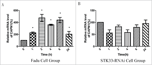 Figure 6. Effect of Ionomycin in Fadu cells on CAPN1 mRNA expression. (A) Quantification of mRNA expressions of CAPN1 in the Fadu cells treated with 1.5 μM Ionomycin for 0 h, 1 h, 2 h, 4 h, 6 h and 24 h qRT-PCR. Results shown as means ± SEM, *p < 0 .05. (B) Quantification of mRNA expressions of CAPN1 in the STK33-RNAi Fadu cells treated with Ionomycin by qRT-PCR. Results shown as means ± SEM, *p < 0 .05.