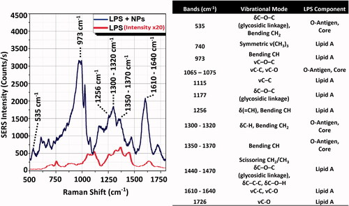 Figure 3. Intensity comparison between LPS Raman spectrum and LPS-NPs SERS spectrum. (A) SERS signal (NPs + LPS, upper line) measured using sample concentration conditions of 5 µg LPS on 2 µg (1.4 × 109 particles) of 50 nm AuNPs. Conditions of acquisition: λex = 785 nm; integration time = 1 s; laser power = 0.1 mW (Manago et al. Citation2018; Quero et al. Citation2018). Reference Raman spectrum of the LPS powder (LPS only, lower line). Condition of acquisition: λex = 785 nm; integration time = 60 s; laser power = 10 mW. The spectra are an average over 30 acquisitions. (B) Assignment of the observed SERS and Raman bands based on the literature (Barrett Citation1981; Osorio-Roman et al. Citation2010; Czamara et al. Citation2015). LPS component band assignment related to Lipid A and O-antigen/Core are indicated on spectra peaks. δ: deformation vibrations; ν: stretching vibrations.